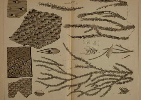 Reproducción/Reproduction 21489161993: Description of the coal flora of the Carboniferous formation in Pennsylvania and throughout the United States .... Harrisburg,Board of Commissioners for the Second Geological Survey,1879-84.