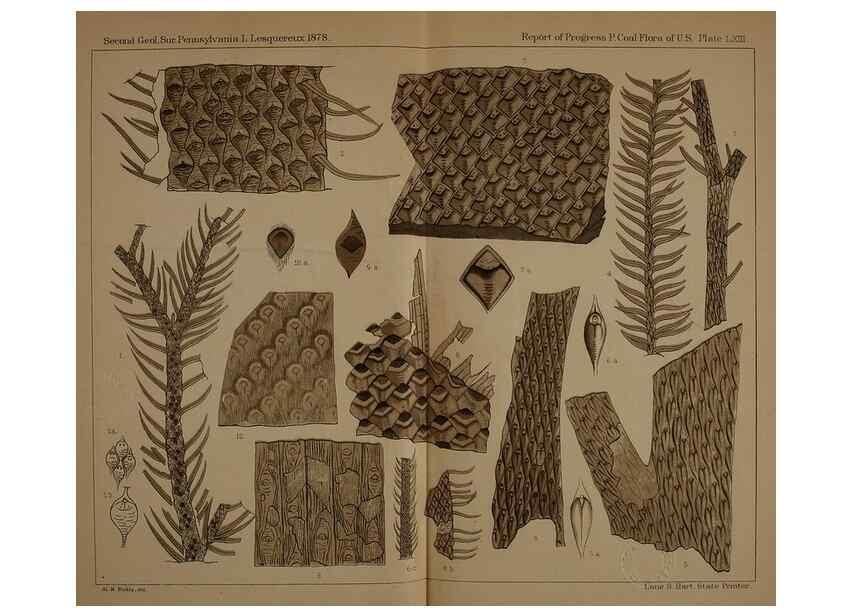 Reproducción/Reproduction 21489165503: Description of the coal flora of the Carboniferous formation in Pennsylvania and throughout the United States .... Harrisburg,Board of Commissioners for the Second Geological Survey,1879-84.