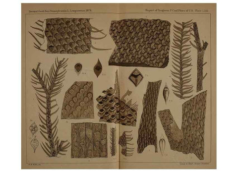 Reproducción/Reproduction 21489165503: Description of the coal flora of the Carboniferous formation in Pennsylvania and throughout the United States .... Harrisburg,Board of Commissioners for the Second Geological Survey,1879-84.