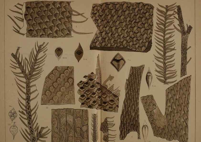 Reproducción/Reproduction 21489165503: Description of the coal flora of the Carboniferous formation in Pennsylvania and throughout the United States .... Harrisburg,Board of Commissioners for the Second Geological Survey,1879-84.