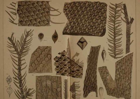 Reproducción/Reproduction 21489165503: Description of the coal flora of the Carboniferous formation in Pennsylvania and throughout the United States .... Harrisburg,Board of Commissioners for the Second Geological Survey,1879-84.
