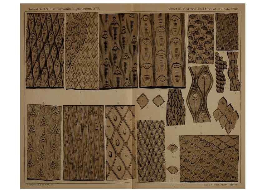 Reproducción/Reproduction 21489170873: Description of the coal flora of the Carboniferous formation in Pennsylvania and throughout the United States .... Harrisburg,Board of Commissioners for the Second Geological Survey,1879-84.