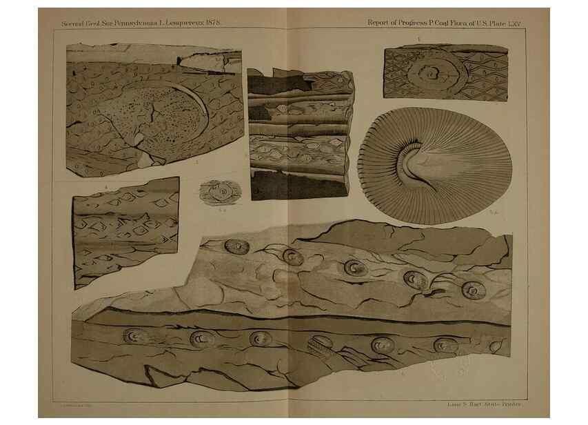 Reproducción/Reproduction 22120360491: Description of the coal flora of the Carboniferous formation in Pennsylvania and throughout the United States .... Harrisburg,Board of Commissioners for the Second Geological Survey,1879-84.