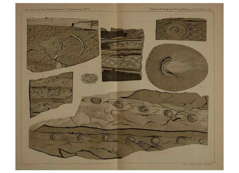 Reproducción/Reproduction 22120360491: Description of the coal flora of the Carboniferous formation in Pennsylvania and throughout the United States .... Harrisburg,Board of Commissioners for the Second Geological Survey,1879-84.