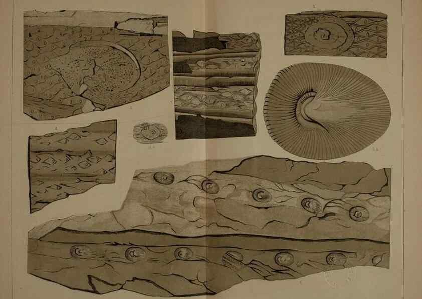 Reproducción/Reproduction 22120360491: Description of the coal flora of the Carboniferous formation in Pennsylvania and throughout the United States .... Harrisburg,Board of Commissioners for the Second Geological Survey,1879-84.
