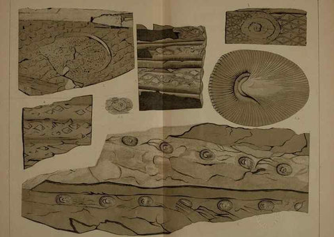 Reproducción/Reproduction 22120360491: Description of the coal flora of the Carboniferous formation in Pennsylvania and throughout the United States .... Harrisburg,Board of Commissioners for the Second Geological Survey,1879-84.