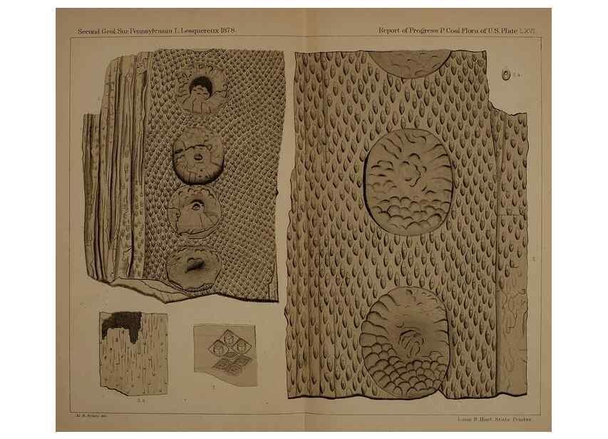 Reproducción/Reproduction 21487468704: Description of the coal flora of the Carboniferous formation in Pennsylvania and throughout the United States .... Harrisburg,Board of Commissioners for the Second Geological Survey,1879-84.