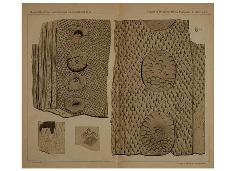 Reproducción/Reproduction 21487468704: Description of the coal flora of the Carboniferous formation in Pennsylvania and throughout the United States .... Harrisburg,Board of Commissioners for the Second Geological Survey,1879-84.