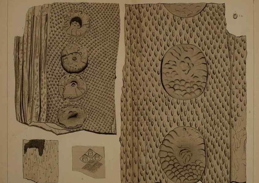 Reproducción/Reproduction 21487468704: Description of the coal flora of the Carboniferous formation in Pennsylvania and throughout the United States .... Harrisburg,Board of Commissioners for the Second Geological Survey,1879-84.