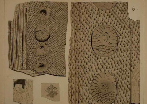 Reproducción/Reproduction 21487468704: Description of the coal flora of the Carboniferous formation in Pennsylvania and throughout the United States .... Harrisburg,Board of Commissioners for the Second Geological Survey,1879-84.