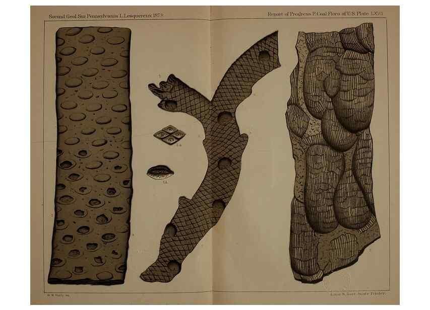 Reproducción/Reproduction 22084116506: Description of the coal flora of the Carboniferous formation in Pennsylvania and throughout the United States .... Harrisburg,Board of Commissioners for the Second Geological Survey,1879-84.