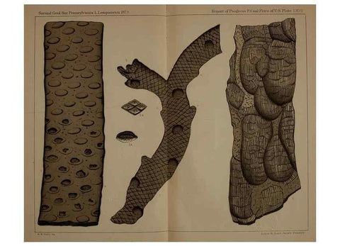 Reproducción/Reproduction 22084116506: Description of the coal flora of the Carboniferous formation in Pennsylvania and throughout the United States .... Harrisburg,Board of Commissioners for the Second Geological Survey,1879-84.