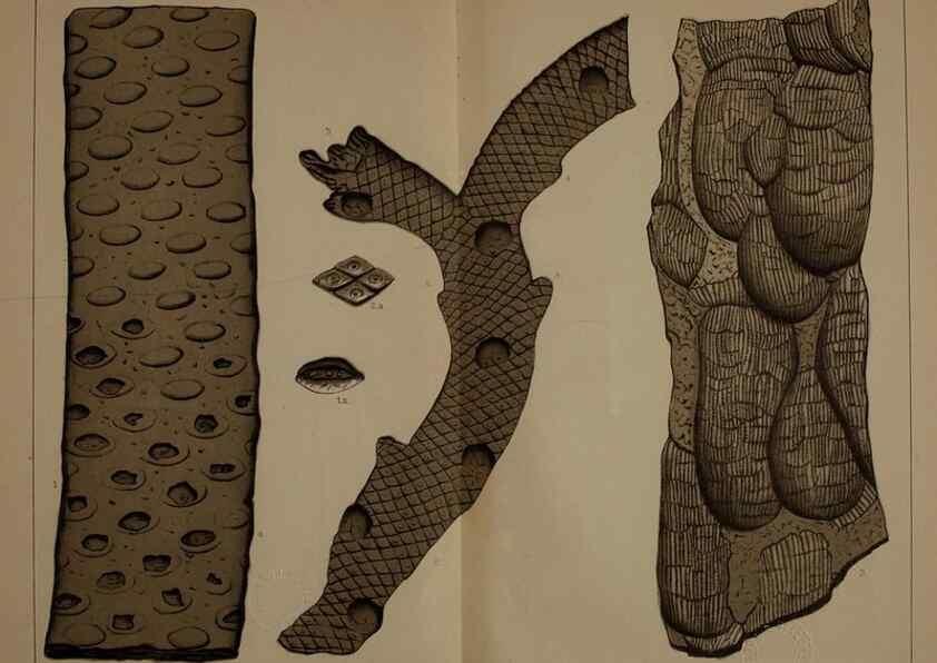 Reproducción/Reproduction 22084116506: Description of the coal flora of the Carboniferous formation in Pennsylvania and throughout the United States .... Harrisburg,Board of Commissioners for the Second Geological Survey,1879-84.