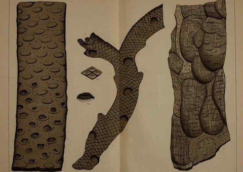 Reproducción/Reproduction 22084116506: Description of the coal flora of the Carboniferous formation in Pennsylvania and throughout the United States .... Harrisburg,Board of Commissioners for the Second Geological Survey,1879-84.