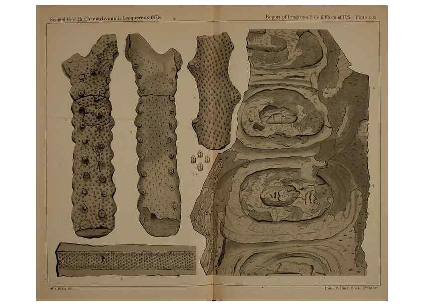 Reproducción/Reproduction 22097731242: Description of the coal flora of the Carboniferous formation in Pennsylvania and throughout the United States .... Harrisburg,Board of Commissioners for the Second Geological Survey,1879-84.