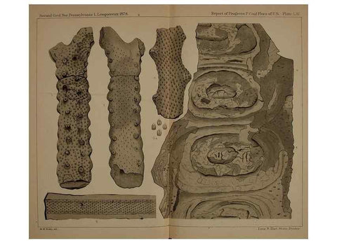 Reproducción/Reproduction 22097731242: Description of the coal flora of the Carboniferous formation in Pennsylvania and throughout the United States .... Harrisburg,Board of Commissioners for the Second Geological Survey,1879-84.