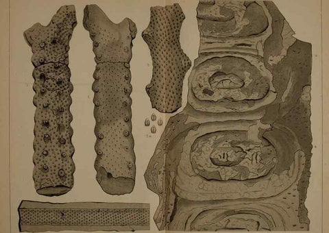 Reproducción/Reproduction 22097731242: Description of the coal flora of the Carboniferous formation in Pennsylvania and throughout the United States .... Harrisburg,Board of Commissioners for the Second Geological Survey,1879-84.