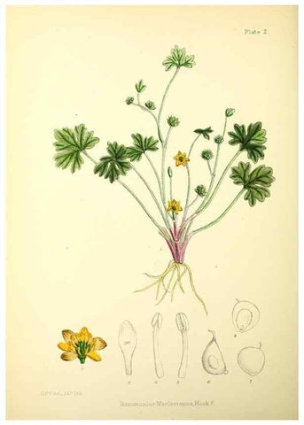 Reproducción/Reproduction 22226043499: Illustrations of the flowering plants and ferns of the Falkland Islands,. London,L. Reeve & Co.,1921.