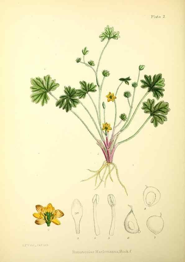 Reproducción/Reproduction 22226043499: Illustrations of the flowering plants and ferns of the Falkland Islands,. London,L. Reeve & Co.,1921.