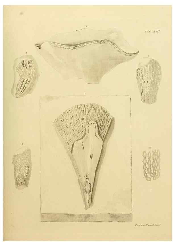 Reproducción/Reproduction 21489455003: The fossils of the South Downs :. London :L. Relfe,1822.