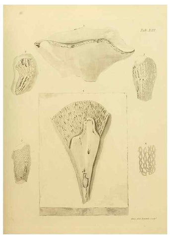 Reproducción/Reproduction 21489455003: The fossils of the South Downs :. London :L. Relfe,1822.