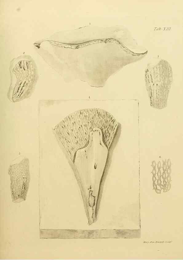 Reproducción/Reproduction 21489455003: The fossils of the South Downs :. London :L. Relfe,1822.