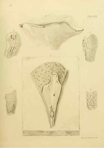 Reproducción/Reproduction 21489455003: The fossils of the South Downs :. London :L. Relfe,1822.