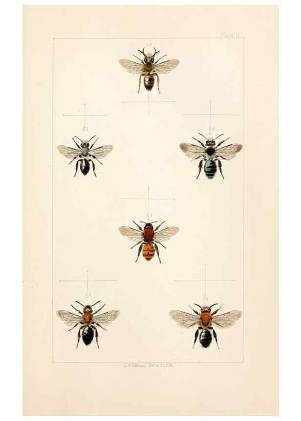 Reproducción/Reproduction 22006003758: British bees :. London :L. Reeve & Co.,1866.
