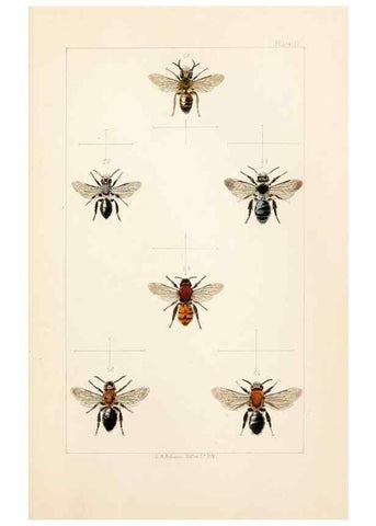 Reproducción/Reproduction 22006003758: British bees :. London :L. Reeve & Co.,1866.