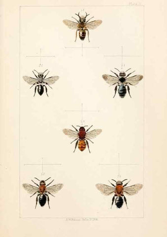 Reproducción/Reproduction 22006003758: British bees :. London :L. Reeve & Co.,1866.