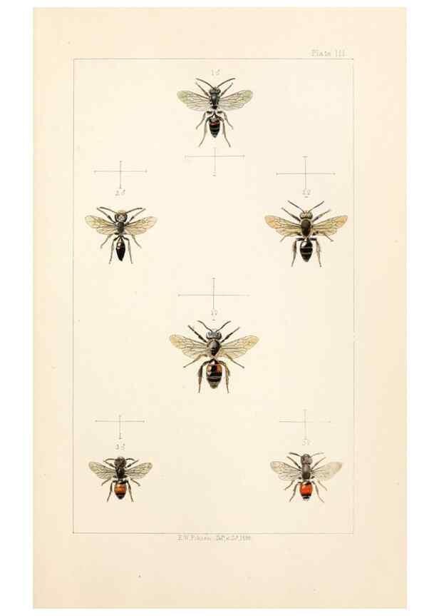 Reproducción/Reproduction 22005717250: British bees :. London :L. Reeve & Co.,1866.