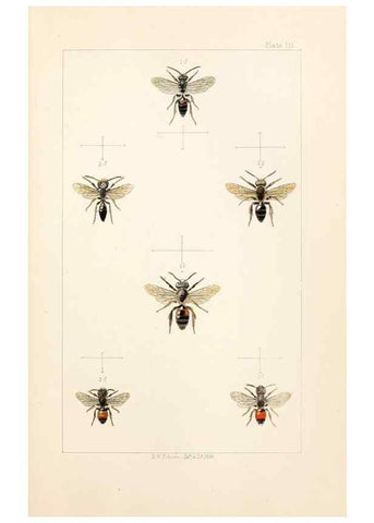 Reproducción/Reproduction 22005717250: British bees :. London :L. Reeve & Co.,1866.