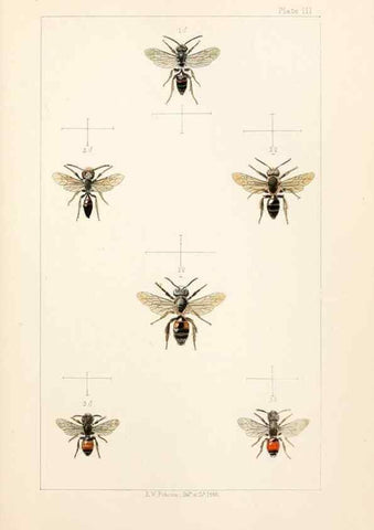 Reproducción/Reproduction 22005717250: British bees :. London :L. Reeve & Co.,1866.