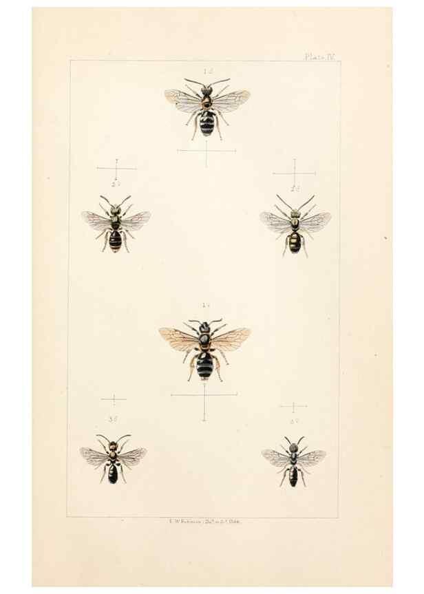 Reproducción/Reproduction 22006010078: British bees :. London :L. Reeve & Co.,1866.