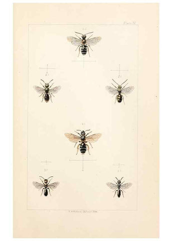 Reproducción/Reproduction 22006010078: British bees :. London :L. Reeve & Co.,1866.