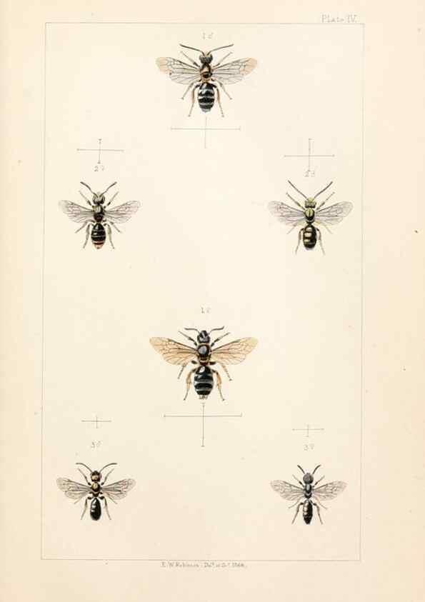 Reproducción/Reproduction 22006010078: British bees :. London :L. Reeve & Co.,1866.