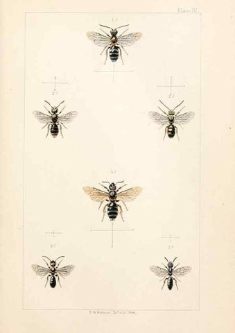Reproducción/Reproduction 22006010078: British bees :. London :L. Reeve & Co.,1866.