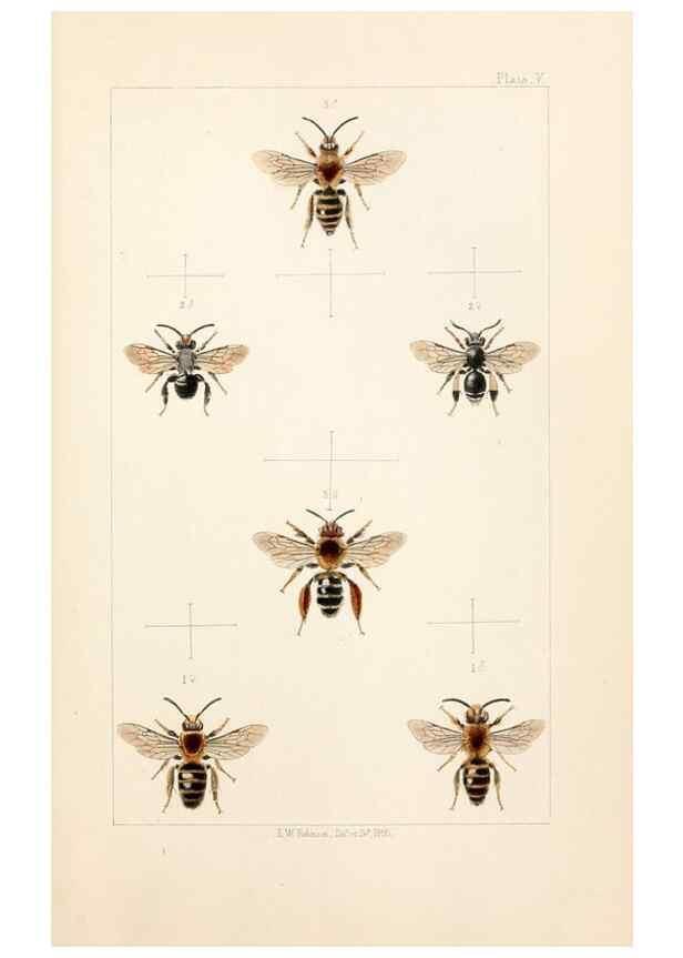 Reproducción/Reproduction 22181086892: British bees :. London :L. Reeve & Co.,1866.