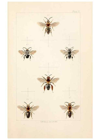 Reproducción/Reproduction 22181086892: British bees :. London :L. Reeve & Co.,1866.