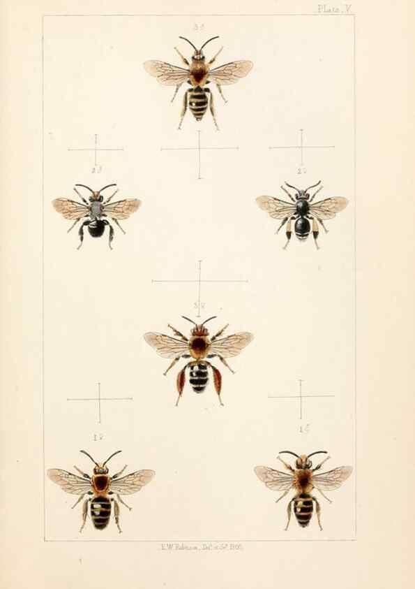 Reproducción/Reproduction 22181086892: British bees :. London :L. Reeve & Co.,1866.