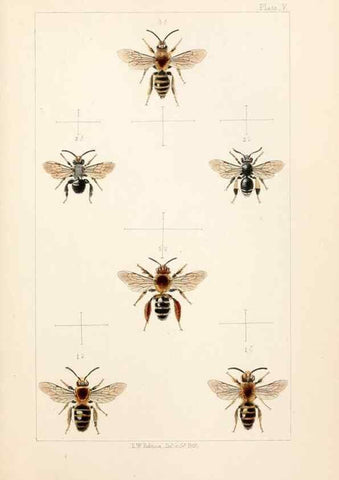 Reproducción/Reproduction 22181086892: British bees :. London :L. Reeve & Co.,1866.