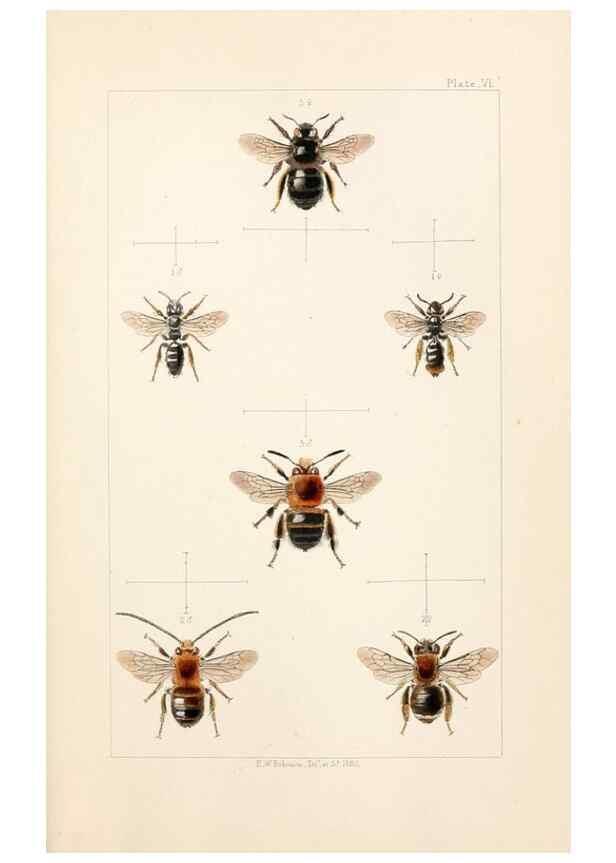 Reproducción/Reproduction 22005726700: British bees :. London :L. Reeve & Co.,1866.