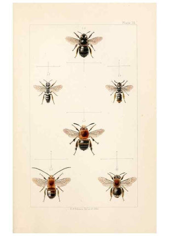 Reproducción/Reproduction 22005726700: British bees :. London :L. Reeve & Co.,1866.
