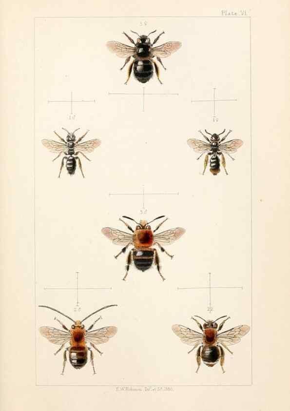 Reproducción/Reproduction 22005726700: British bees :. London :L. Reeve & Co.,1866.