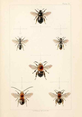 Reproducción/Reproduction 22005726700: British bees :. London :L. Reeve & Co.,1866.