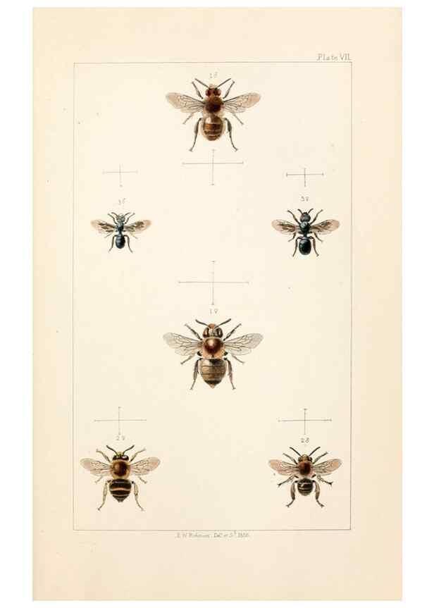 Reproducción/Reproduction 21572767283: British bees :. London :L. Reeve & Co.,1866.