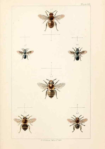 Reproducción/Reproduction 21572767283: British bees :. London :L. Reeve & Co.,1866.