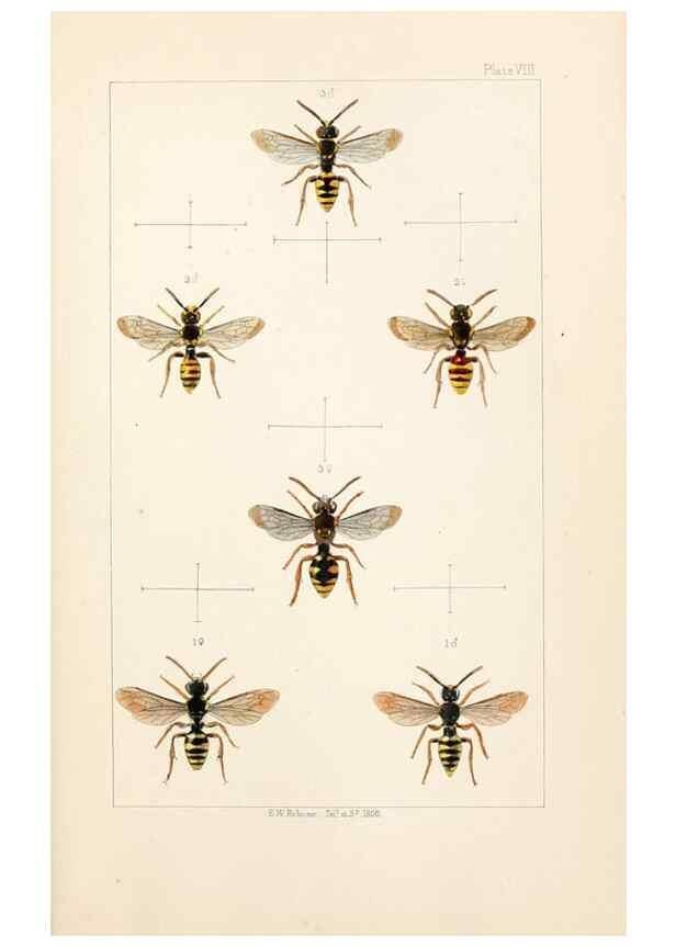 Reproducción/Reproduction 22005732770: British bees :. London :L. Reeve & Co.,1866.