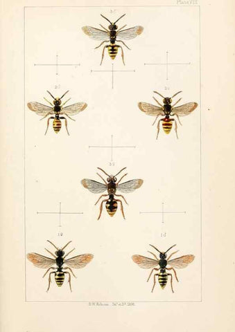 Reproducción/Reproduction 22005732770: British bees :. London :L. Reeve & Co.,1866.
