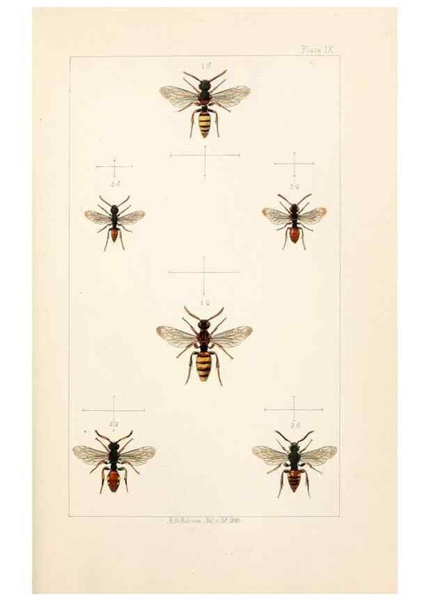 Reproducción/Reproduction 22006919649: British bees :. London :L. Reeve & Co.,1866.